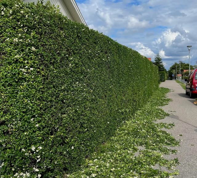 Hækklipning (Hækkeklipning) – billede 2