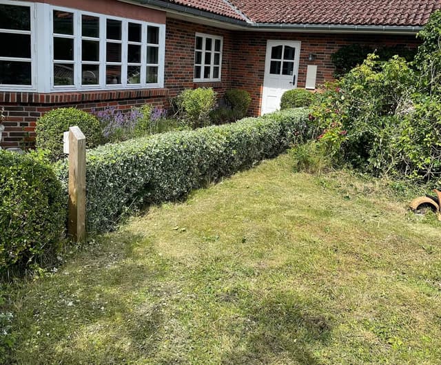 Hækklipning (Hækkeklipning) – billede 3